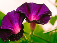 Η Τάση Πραγμάτωσης