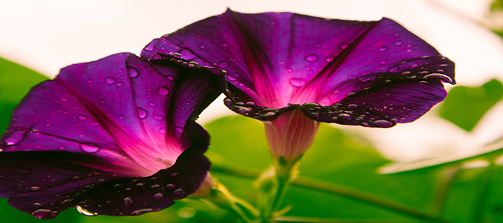 Η Τάση Πραγμάτωσης